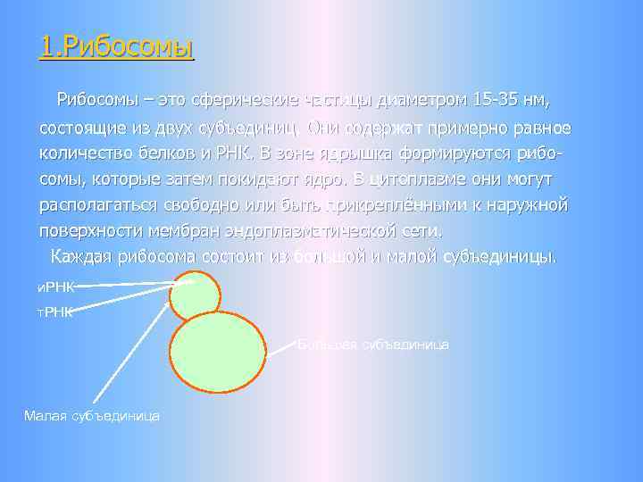 1. Рибосомы – это сферические частицы диаметром 15 -35 нм, состоящие из двух субъединиц.