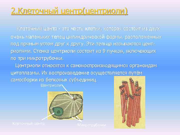 2. Клеточный центр(центриоли) Клеточный центр - это часть клетки, которая состоит из двух очень