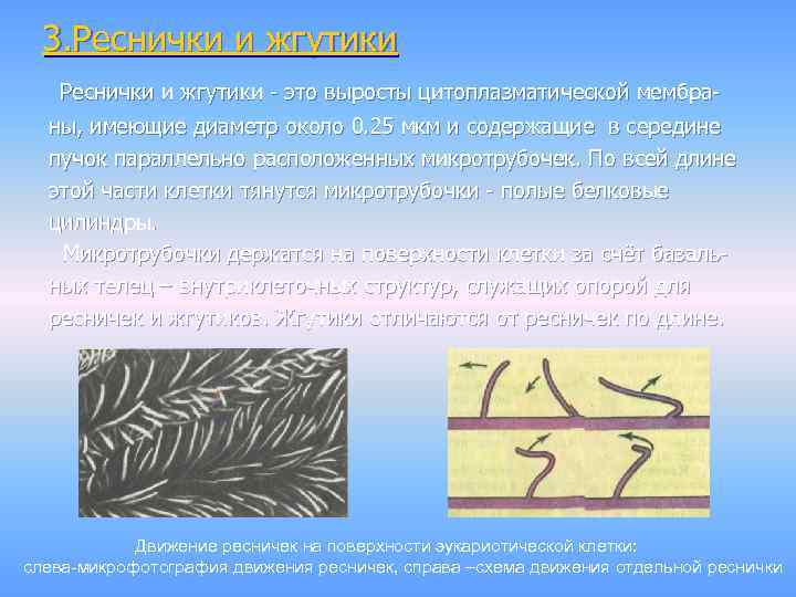 3. Реснички и жгутики - это выросты цитоплазматической мембраны, имеющие диаметр около 0. 25