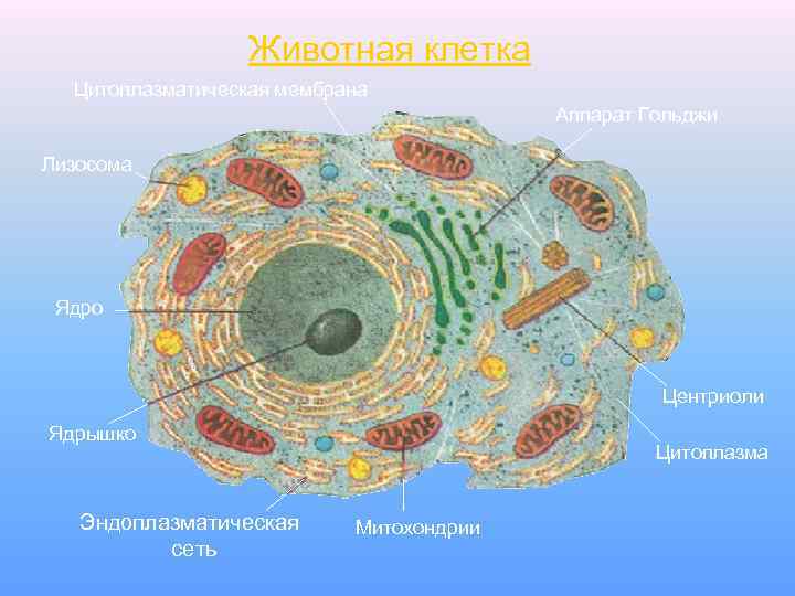 Животная клетка Цитоплазматическая мембрана Аппарат Гольджи Лизосома Ядро Центриоли Ядрышко Эндоплазматическая сеть Цитоплазма Митохондрии
