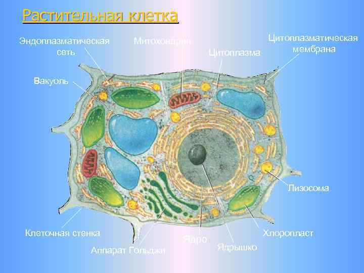 Растительная клетка Эндоплазматическая сеть Митохондрии Цитоплазматическая мембрана Цитоплазма Вакуоль Лизосома Клеточная стенка Аппарат Гольджи