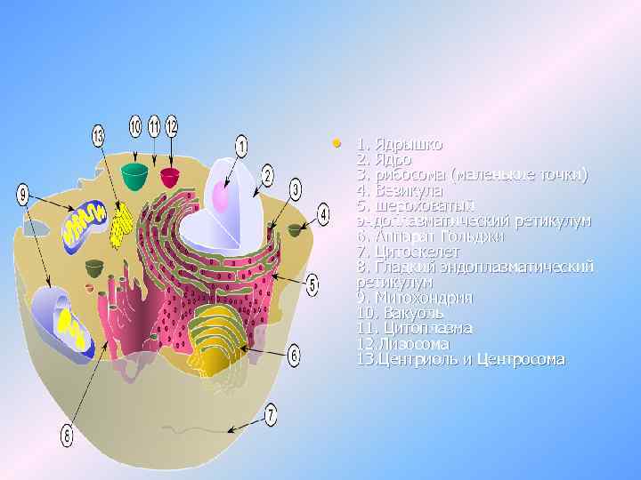  • 1. Ядрышко 2. Ядро 3. рибосома (маленькие точки) 4. Везикула 5. шероховатый