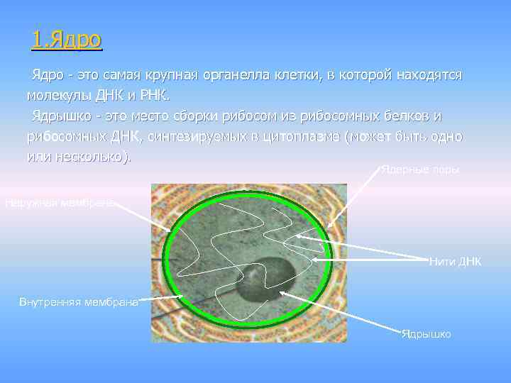 1. Ядро - это самая крупная органелла клетки, в которой находятся молекулы ДНК и