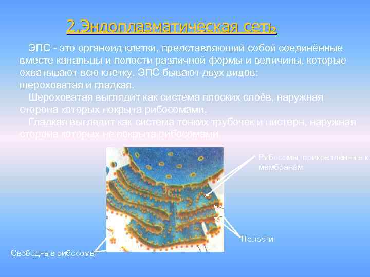 2. Эндоплазматическая сеть ЭПС - это органоид клетки, представляющий собой соединённые вместе канальцы и