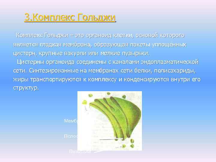 3. Комплекс Гольджи – это органоид клетки, основой которого является гладкая мембрана, образующая пакеты