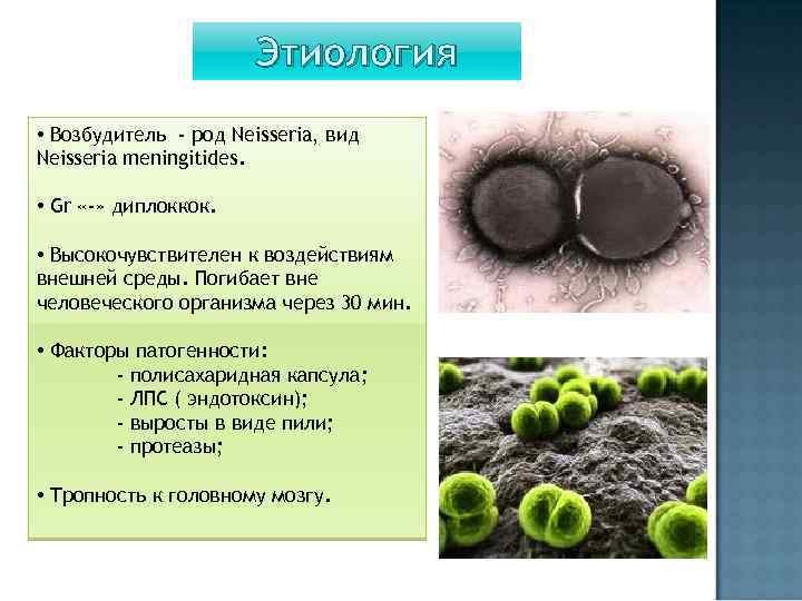Этиология • Возбудитель - род Neisseria, вид Neisseria meningitides. • Gr «-» диплоккок. •