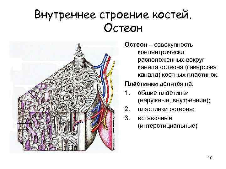 Внутреннее строение костей. Остеон – совокупность концентрически расположенных вокруг канала остеона (гаверсова канала) костных