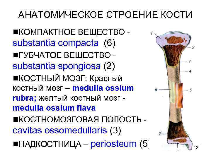 АНАТОМИЧЕСКОЕ СТРОЕНИЕ КОСТИ n. КОМПАКТНОЕ ВЕЩЕСТВО - substantia compacta (6) n. ГУБЧАТОЕ ВЕЩЕСТВО -