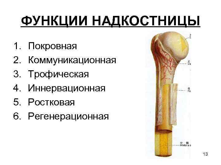 ФУНКЦИИ НАДКОСТНИЦЫ 1. 2. 3. 4. 5. 6. Покровная Коммуникационная Трофическая Иннервационная Ростковая Регенерационная