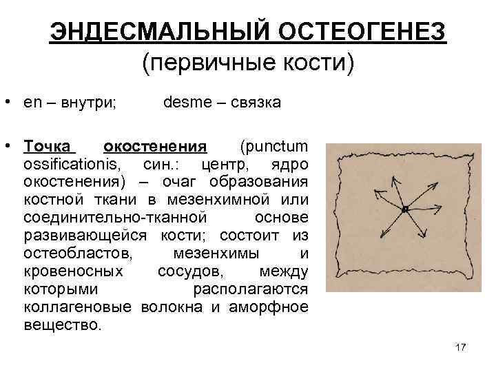 ЭНДЕСМАЛЬНЫЙ ОСТЕОГЕНЕЗ (первичные кости) • en – внутри; desme – связка • Точка окостенения
