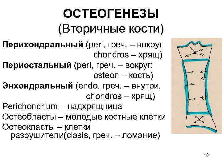 ОСТЕОГЕНЕЗЫ (Вторичные кости) Перихондральный (peri, греч. – вокруг chondros – хрящ) Периостальный (peri, греч.