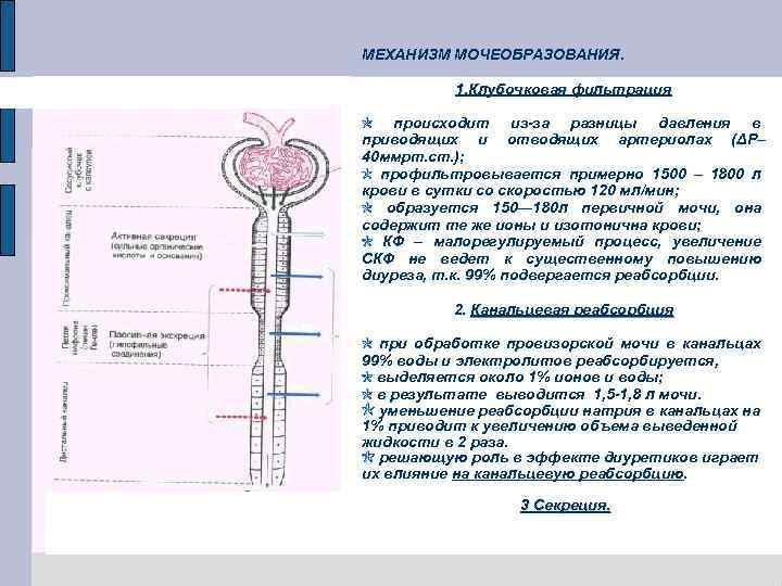 МЕХАНИЗМ МОЧЕОБРАЗОВАНИЯ. 1. Клубочковая фильтрация происходит из-за разницы давления в приводящих и отводящих артериолах