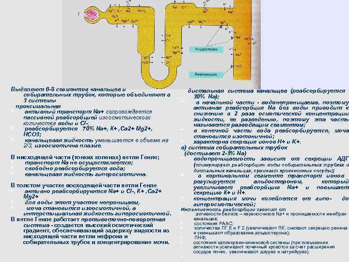 Выделяют 6 -8 сегментов канальцев и собирательных трубок, которые объединяют в 3 системы проксимальная