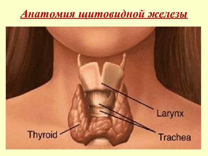 Анатомия щитовидной железы 