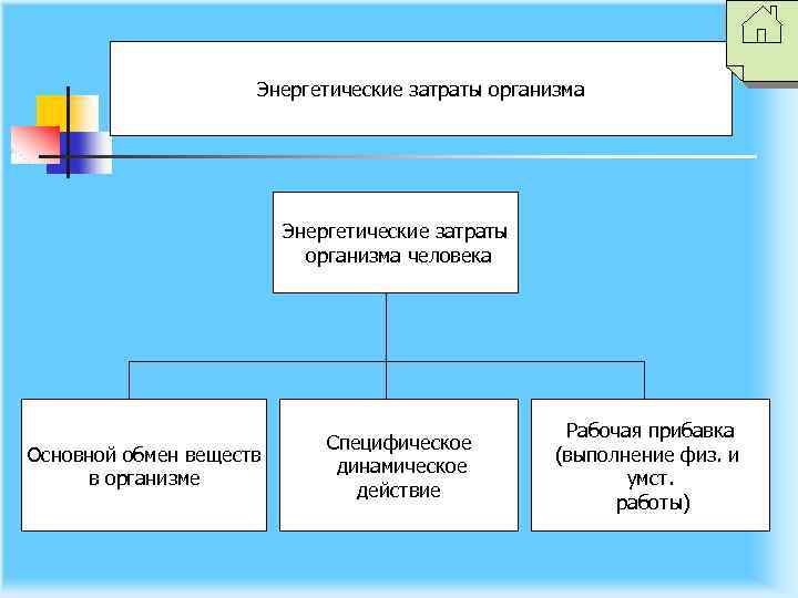 Энергетические затраты организма человека Основной обмен веществ в организме Специфическое динамическое действие Рабочая прибавка