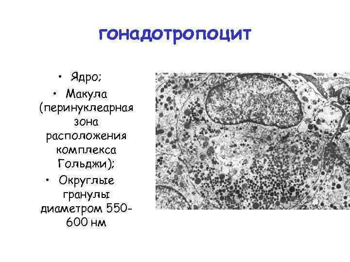гонадотропоцит • Ядро; • Макула (перинуклеарная зона расположения комплекса Гольджи); • Округлые гранулы диаметром