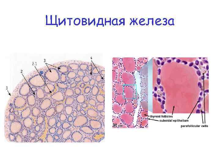 Щитовидная железа 
