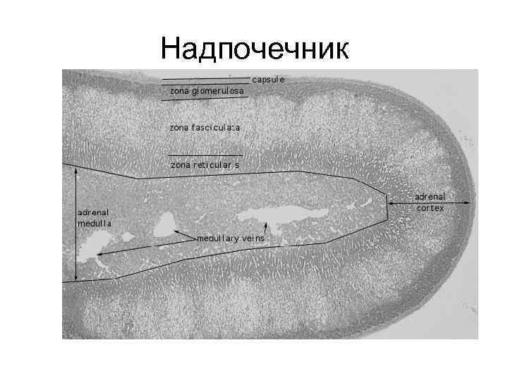 Надпочечник 