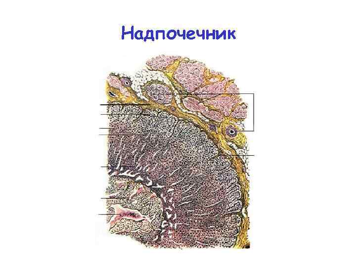 Надпочечник 