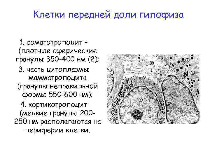 Клетки передней доли гипофиза 1. соматотропоцит – (плотные сферические гранулы 350 -400 нм (2);