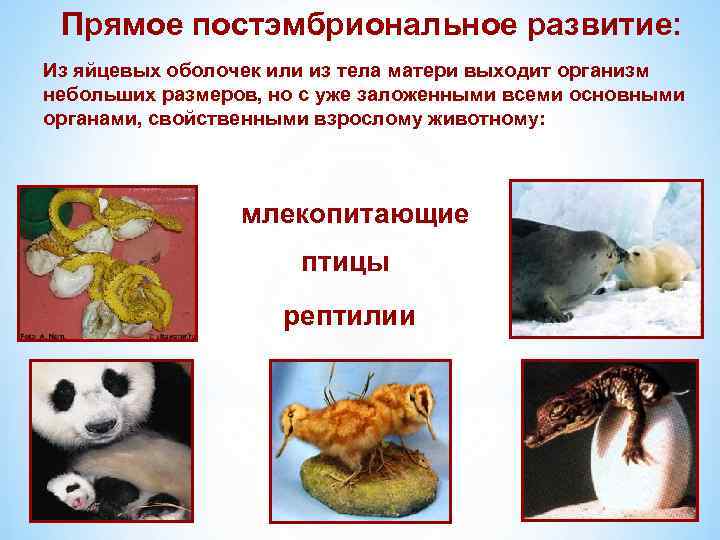 Прямое постэмбриональное развитие: Из яйцевых оболочек или из тела матери выходит организм небольших размеров,