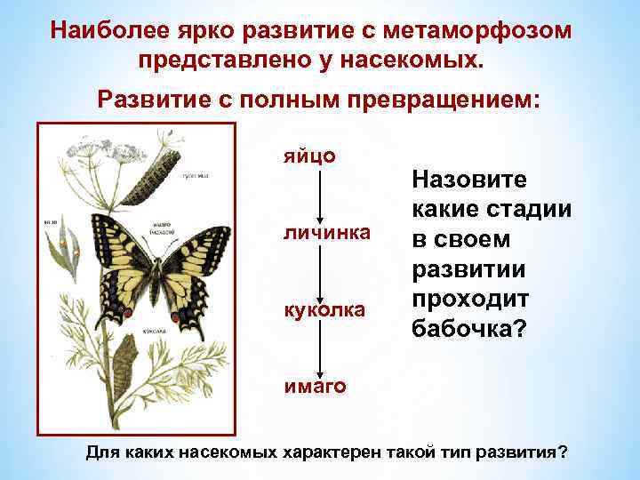 Наиболее ярко развитие с метаморфозом представлено у насекомых. Развитие с полным превращением: яйцо личинка