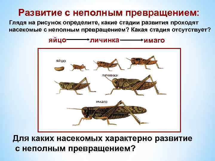 Развитие с неполным превращением: Глядя на рисунок определите, какие стадии развития проходят насекомые с
