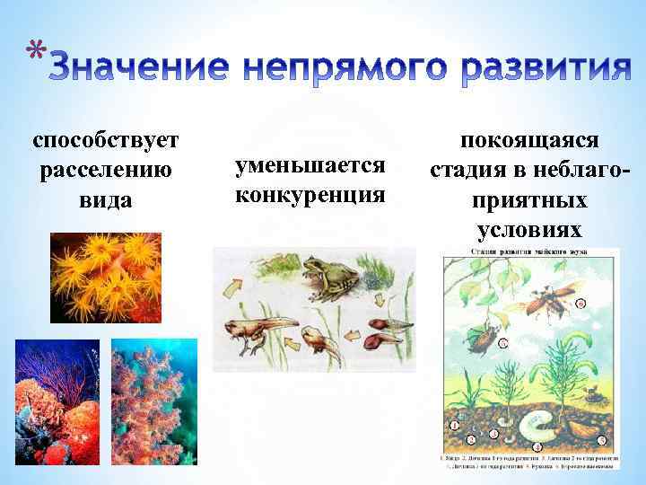 * способствует расселению вида уменьшается конкуренция покоящаяся стадия в неблагоприятных условиях 