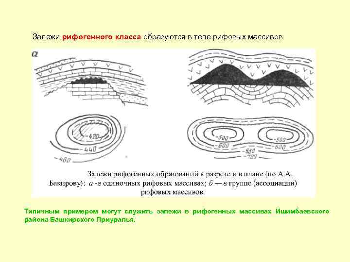 Залежи рифогенного класса образуются в теле рифовых массивов залежь Типичным примером могут служить залежи