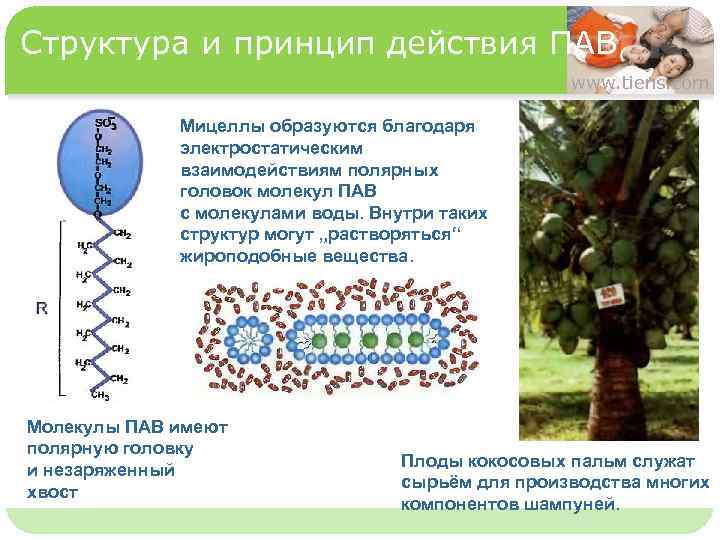 Структура и принцип действия ПАВ www. tiens. com Мицеллы образуются благодаря электростатическим взаимодействиям полярных