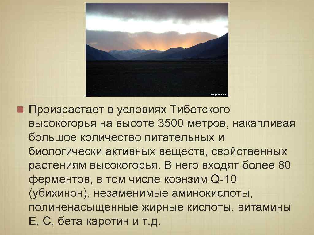 Произрастает в условиях Тибетского высокогорья на высоте 3500 метров, накапливая большое количество питательных и