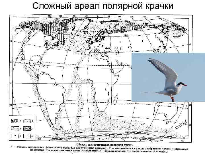 Сложный ареал полярной крачки 