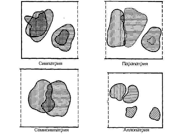 Симпатрия Семисимпатрия Парапатрия Аллопатрия 