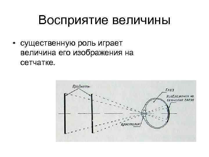 Восприятие величины • существенную роль играет величина его изображения на сетчатке. 