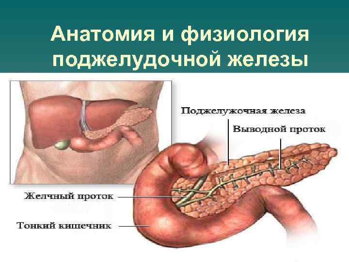 Анатомия человека фото поджелудочная железа