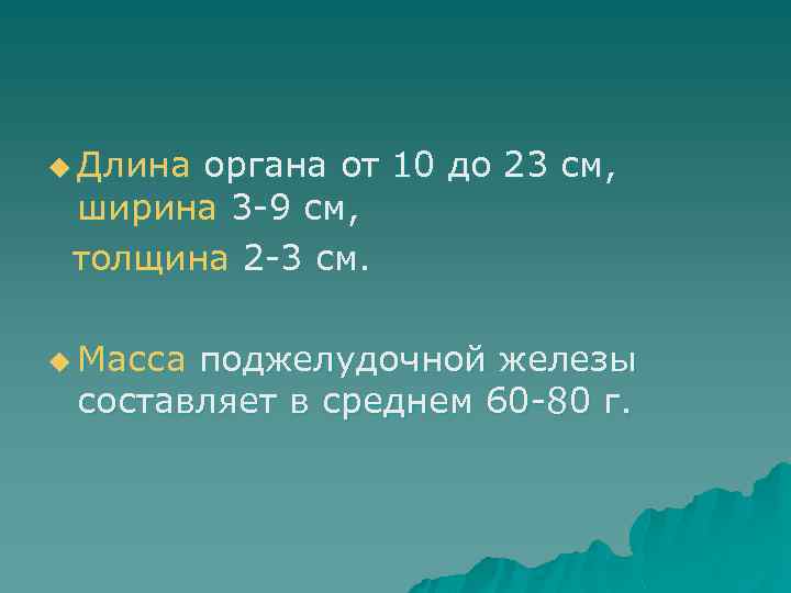u Длина органа от 10 до 23 см, ширина 3 -9 см, толщина 2