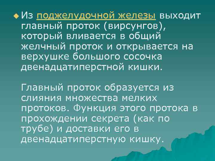 u Из поджелудочной железы выходит главный проток (вирсунгов), который вливается в общий желчный проток