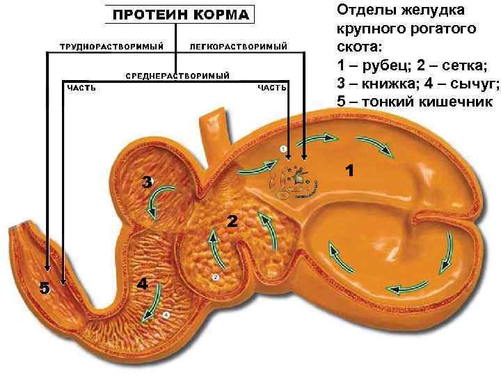 Отделы желудка Содержание клетчатки в 1 ц сухого вещества в крупного рогатого зависимости от