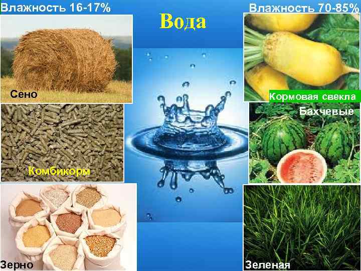 Влажность 16 -17% Сено Вода Влажность 70 -85% Кормовая свекла Бахчевые Комбикорм Зерно Зеленая