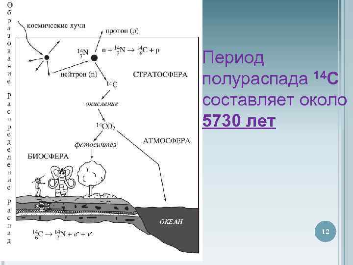 Период полураспада 14 С составляет около 5730 лет 12 
