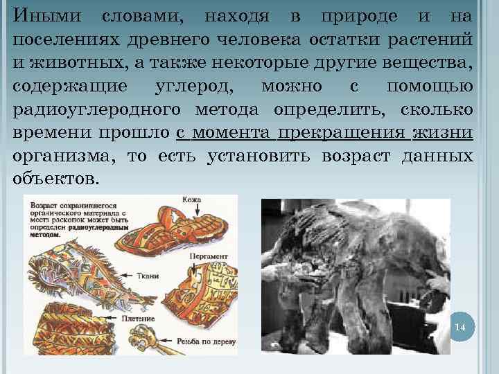Иными словами, находя в природе и на поселениях древнего человека остатки растений и животных,