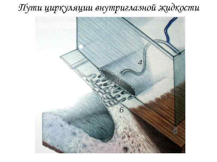 Пути циркуляции внутриглазной жидкости 