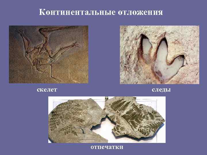 Континентальные отложения скелет следы отпечатки 