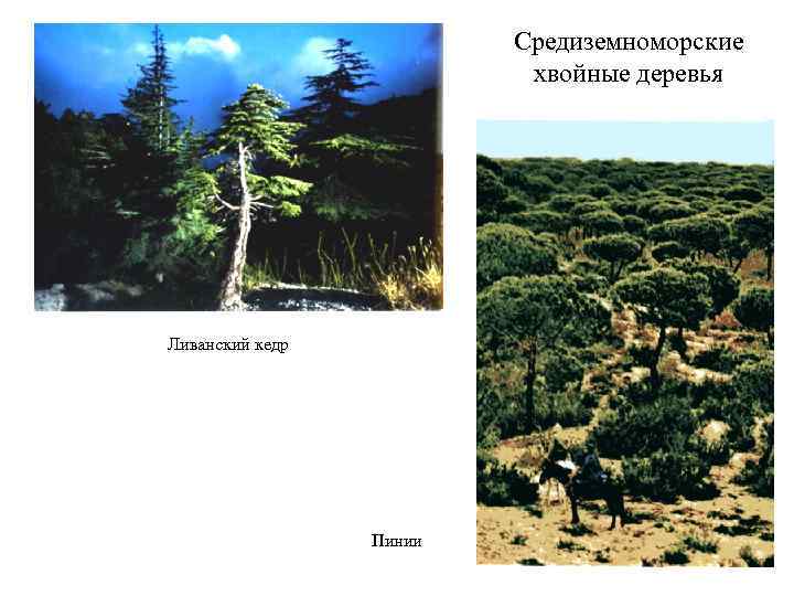 Средиземноморские хвойные деревья Ливанский кедр Пинии 