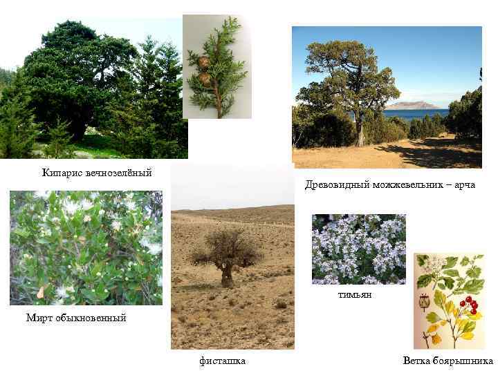 Кипарис вечнозелёный Древовидный можжевельник – арча тимьян Мирт обыкновенный фисташка Ветка боярышника 