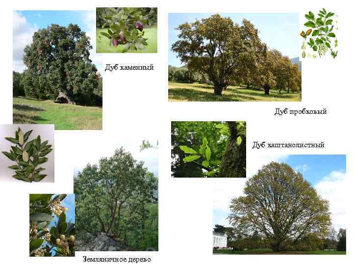 Дуб каменный Дуб пробковый Дуб каштанолистный Земляничное дерево 