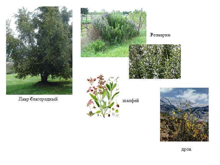 Розмарин Лавр благородный шалфей дрок 