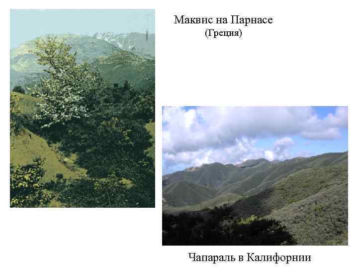 Маквис на Парнасе (Греция) Чапараль в Калифорнии 