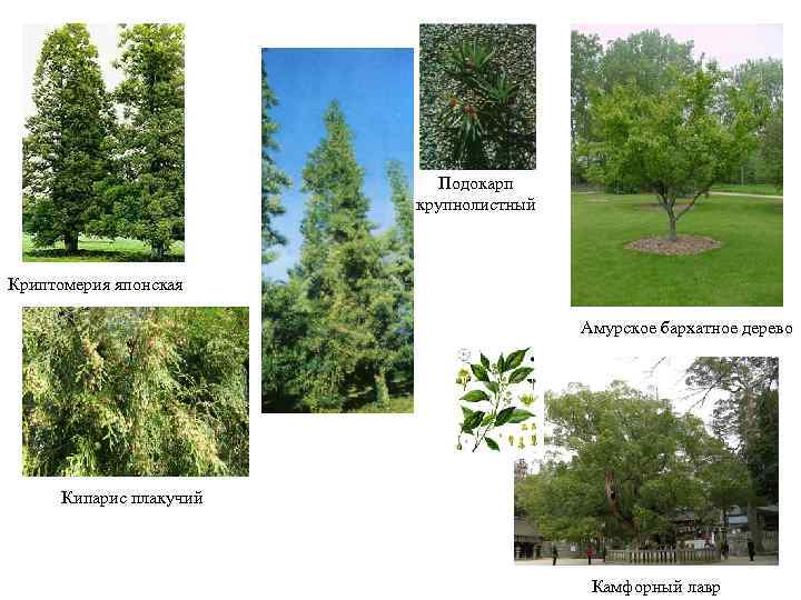 Подокарп крупнолистный Криптомерия японская Амурское бархатное дерево Кипарис плакучий Камфорный лавр 