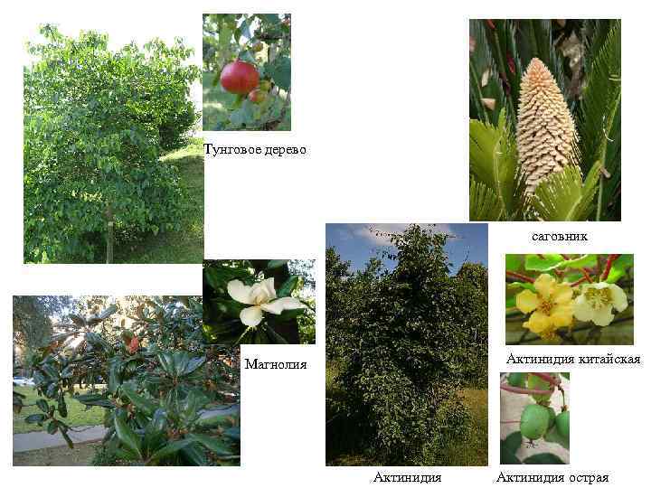 Тунговое дерево саговник Актинидия китайская Магнолия Актинидия острая 